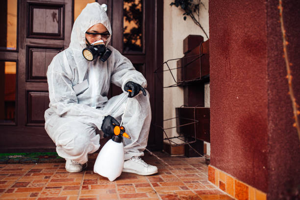 Attic and Crawl Space Rodent Treatment in Palmdale